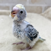 ちょいレアかも〜😊✨　セキセイインコ（イエローフェイスオパーリン）
