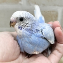 爽やかブルーハワイ🌤️🩵🏖️  セキセイインコ（ブルースパングル）