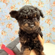 トイプードル（ブラック&タン）男の子♫テンション高めな！やんちゃっこ！