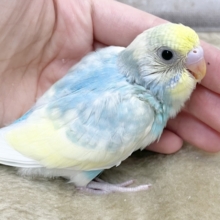 癒し系カラー✨✨　セキセイインコ（パステルレインボーパイド）
