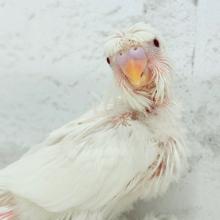 雪化粧❅*॰ॱ天使が舞い降りた~♩♩梵天セキセイインコ(アルビノ) ヒナ