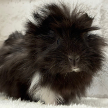 【動画更新🪄】ふわふわさらさら〜🐹🌿ペルビアンモルモット(男の子)