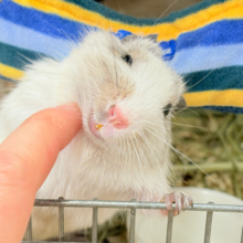 【動画更新🪄】まんまるもちもち🐭🌿💖デグー(パイド) 女の子
