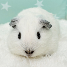 ふわもち🐹🤍豆大福ちゃん🍬🍵ロシアンスモークモルモット(男の子)