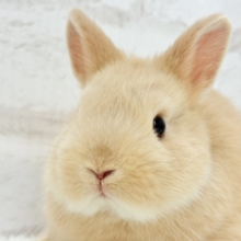 ギュギュッと愛情詰め込みっ🐰💖ネザーランドドワーフ(フォーン) 男の子