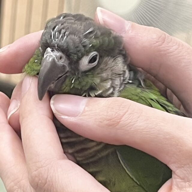 モコモコ甘えん坊💓💓 ウロコインコ(ノーマル) モコモコ甘えん坊💓💓 ウロコインコ(ノーマル)