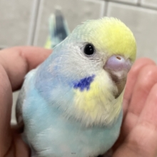こころWAKWAK🌈⋆*突っ走レインボー💨セキセイインコ(パステルレインボー/2025年12月生まれ)
