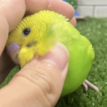 ✨最新画像✨のりのり‎♪( ” و(و “姿勢シャキシャキレタス🥬*°セキセイインコ(グリーンオパーリン/2025年11月生まれ)