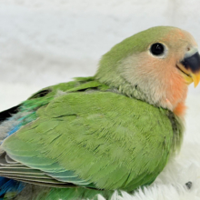 【最新画像更新🪄】紅く色づくお顔が可愛い♡コザクラインコ(ノーマル) ヒナ