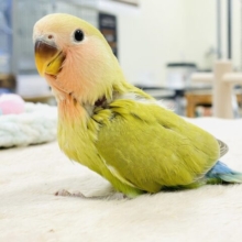 【最新画像】ぺたんこ✨くつろぎ中〜💚コザクラインコ（シナモン）ヒナ