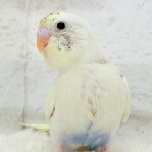 【最新画像更新🪄】ほわぽわクリーミー🥞セキセイインコ(クリームハルクイン) ヒナ