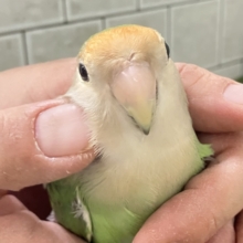 ✨最新画像✨新緑麗らか🍃⟡.*ｻﾝｻﾝみかん餅🌱‬‎🍊コザクラインコ(ホワイトフェイス/2025年7月生まれ)