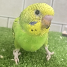 温野菜って‥温まるよねぇ！🍲🥬セキセイインコ(グリーンオパーリン/2025年12月生まれ)