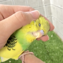 ✨最新画像✨ヒカリが導く🗝✧*｡ピカピカ果実🍋💚🍏セキセイインコ(イエローパイド/2025年12月生まれ)