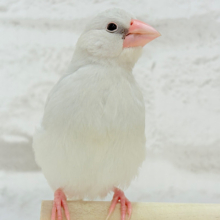 磁石みたいにピッタリくっつく🐥🧲シルバー文鳥
