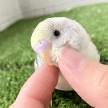 ✨最新画像✨コトコトこっとん💭🧡シチュ〜nano🍲🌼*･セキセイインコ(クリームハルクイン2025年12月生まれ)