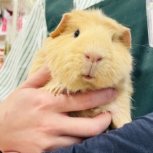 【最新画像】優しいカラーのむちむちボディ♡ロシアンモルモット（男の子）