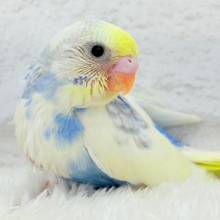 背中の模様、お花みたいね🐣🌼セキセイインコ(パステルレインボーパイド) ヒナ