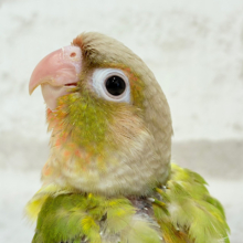 【動画更新🪄】仕草も行動も可愛いんだよ〜♡ウロコインコ(パイナップル) ヒナ