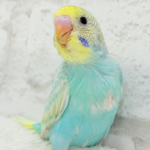 【最新画像更新🪄】フレッシュソーダ🐥🍭🫧セキセイインコ(パステルレインボースパングル) ヒナ