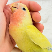 【最新画像更新🪄】もぎたて🍋トロピカルフルーツ🐣🍹コザクラインコ(ゴールデンチェリー) ヒナ