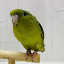 まるまるボディー💚手乗り練習中デス‼️サザナミインコオリーブカラー🫒