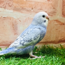 💙💙セキセイインコ(スパングル)💙💙