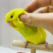 みんなで一緒にもふりましょ〜💛💛大きさ勝負は負けられない👊ジャンボセキセイインコ‼️
