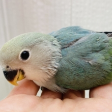 最新画像有ります‼️ワタワタおぱんつで登場です✨クール系❓コザクラインコのブルーチェリー💙