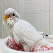 雪だるまのゆきちゃんです⛄️💙セキセイインコのパイドカラー✨