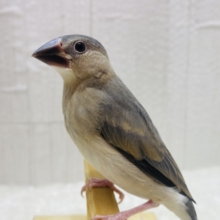 最新画像有ります‼️輝く瞳は黒曜石🖤桜文鳥ヒナさん