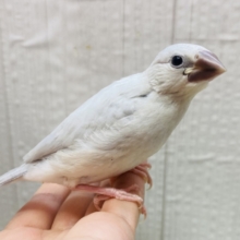 最新画像あります⭐️成長すると渋さ増々です！シルバー文鳥ヒナさん