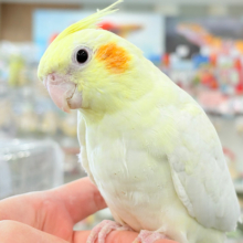 【動画更新🪄】キリッとおめめがチャームポイント🐥⚜️オカメインコ(ルチノー)