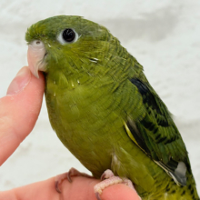 ゆっくりまったり心を開くよ🦜🚪  ̖́-サザナミインコ(ダークグリーン) 女の子