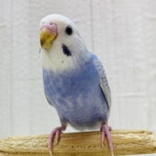 最新画像有ります❗️クールにキメちゃうよ✨✨セキセイインコのスパングル💜