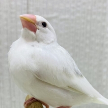 最新画像有ります🙌背中にポチッと🩶豆大福ちゃん⚪️白文鳥のヒナがやって来ました🙌