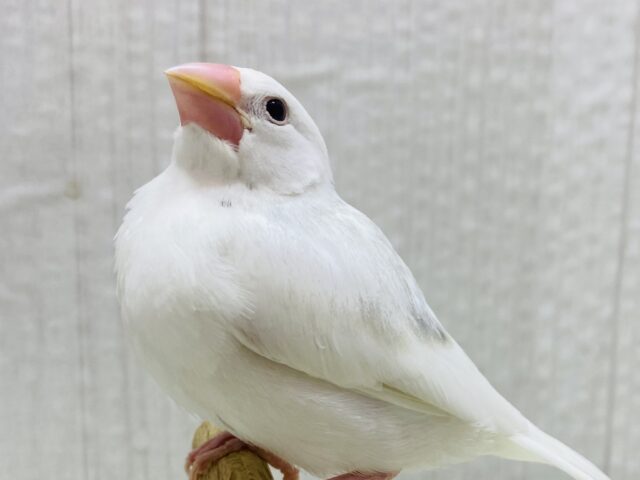 最新画像有ります🙌背中にポチッと🩶豆大福ちゃん⚪️白文鳥のヒナがやって来ました🙌