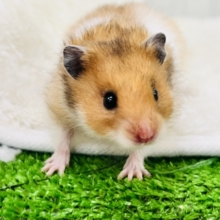 激レア🌟ふさふさ〜になるぞ！ロングヘアーのゴールデンハムスター登場です🐹❗️