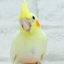 【最新画像更新🪄】優しいお顔のタレ目ちゃん♡オカメインコ(ルチノー) ヒナ