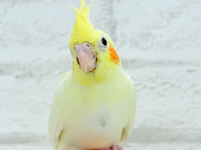 【最新画像更新🪄】優しいお顔のタレ目ちゃん♡オカメインコ(ルチノー) ヒナ 【最新画像更新🪄】優しいお顔のタレ目ちゃん♡オカメインコ(ルチノー) ヒナ