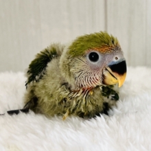 わったわた〜のよっちよち♡小桜インコのうぶうぶ雛（ノーマル）入舎です✨