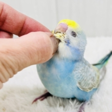 ふわふわ系パステルレインボー🌈セキセイインコ🌟