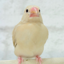 【最新画像更新🪄】ふんわり~♩♩優しい癒されカラー♡シナモン文鳥 ヒナ