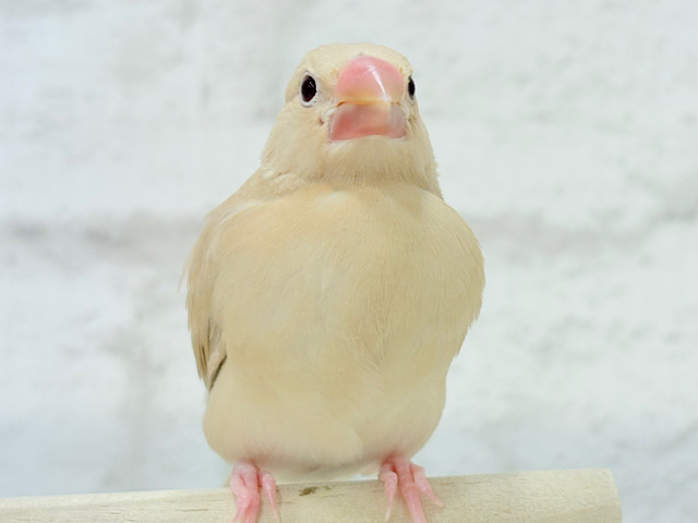 【最新画像更新🪄】ふんわり~♩♩優しい癒されカラー♡シナモン文鳥 ヒナ 【最新画像更新🪄】ふんわり~♩♩優しい癒されカラー♡シナモン文鳥 ヒナ