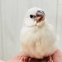 ずしっと大柄✨色気も出てきた？シルバー文鳥❤️
