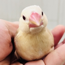 綺麗な赤目ちゃんに惹かれてく～✨シナモン文鳥のヒナ入荷しました❤️