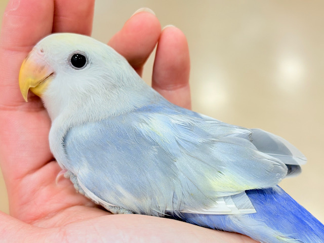 【最新画像更新🪄ひとり餌になりました☆】美♡成長が楽しみ♬*°コザクラインコ(バイオレットオパーリンパイド) ヒナ 【最新画像更新🪄ひとり餌になりました☆】美♡成長が楽しみ♬*°コザクラインコ(バイオレットオパーリンパイド) ヒナ