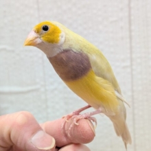 最新画像あります！ずんだシェイクみたいな美味しそうなカラー💚コキン鳥ヒナさん