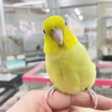 手乗りできます☆　アメリカンイエローのマメちゃん✨✨✨
