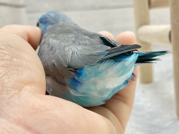マメルリハ